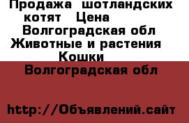 Продажа  шотландских котят › Цена ­ 3 500 - Волгоградская обл. Животные и растения » Кошки   . Волгоградская обл.